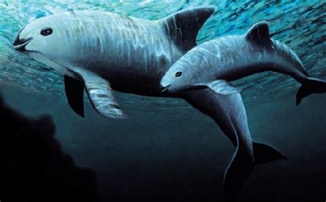 Donde Vive La Vaquita Marina? - Que Comen, Como Nacen