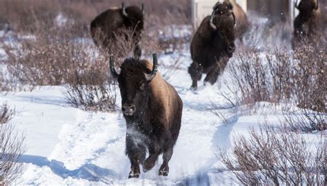 Wild Bison Roam Banff National Park For 1st Time In More Than Century
