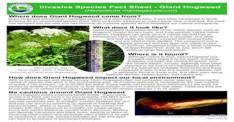 Invasive Species Fact Sheet Giant Hogweed Documentsgiant Hogweed