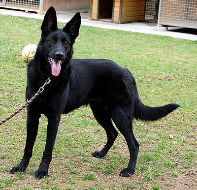 Deutscher schäferhund, schwarz, weihnachtskarten, schachtel mit 16 karten und 16 weiße umschläge. Hanni, DSH (Mix?), ca. 9 Monate - Zuhause gefunden ...