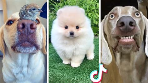 Ultimate Compilation Of Funny Dogs And Cute Puppies 🐶🐶 Youtube