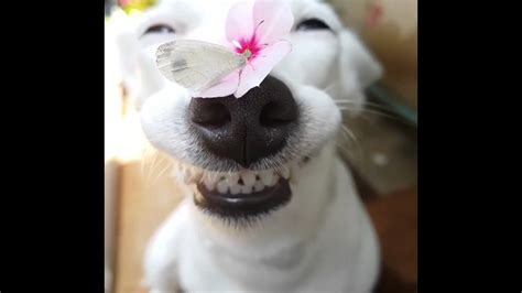 Собака улыбнулась бабочке севшей на нос Youtube