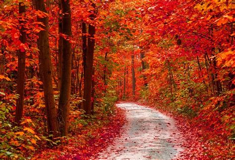 Laeacco Autumn Forest Backdrop 5x3ft Vinyl Photography