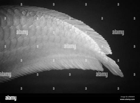 Fish Scale Anatomy Hi Res Stock Photography And Images Alamy