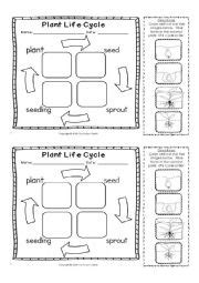 HOW TO PLANT A SEED. LIFE CYCLE OF A PLANT - ESL worksheet by carolica22