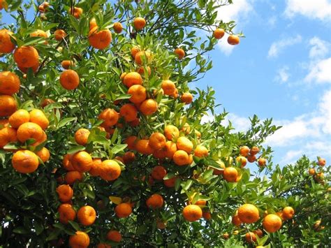 Growing Citrus Citrus Trees Fruit Trees