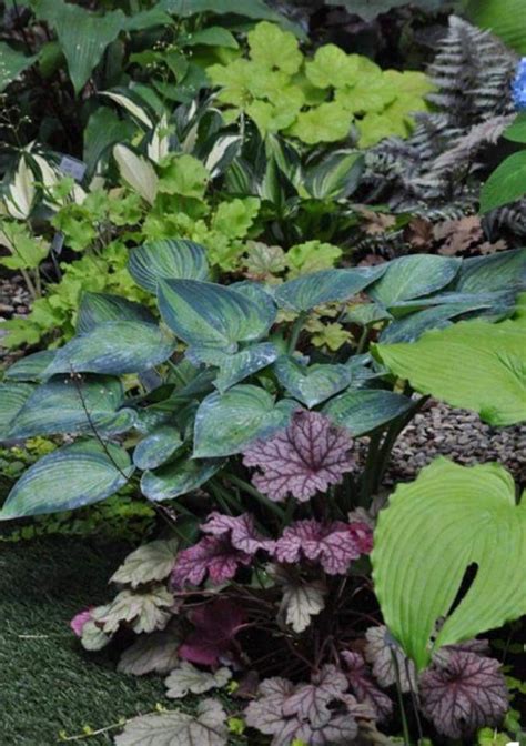 Hostas With Images Shade Garden Plants Beautiful Gardens Hosta