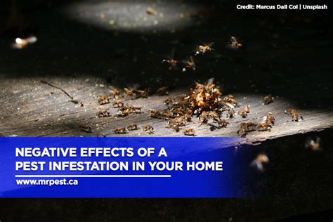 Negative Effects Of A Pest Infestation In Your Home Mr Pest Control