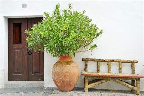 Wie bereiten sie die pflanze auf die überwinterung vor? Oleander überwintern » Warum nicht in der Wohnung?