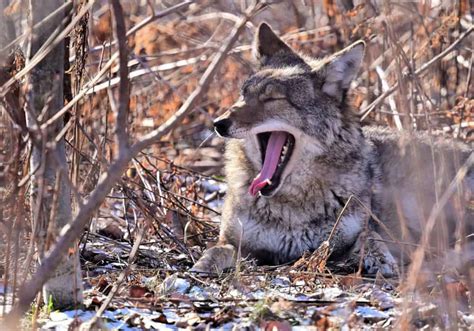 Coyote Symbolism 18 Spiritual Meanings Of Coyote