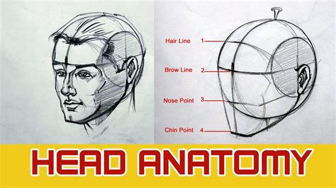 Face Anatomy Drawing Tutorial