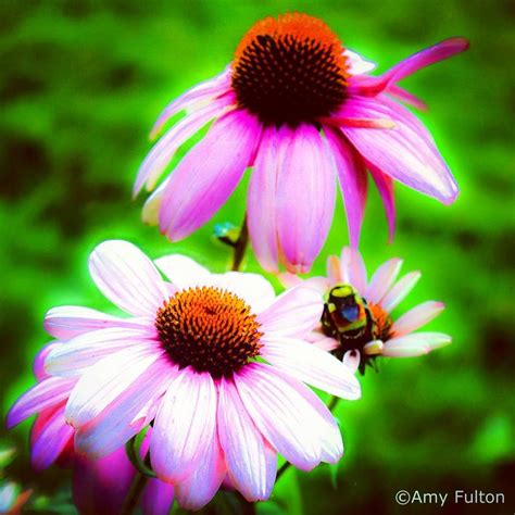 Amy Fulton On Instagram Photo By Amyfultonartbusy Bee Found Near