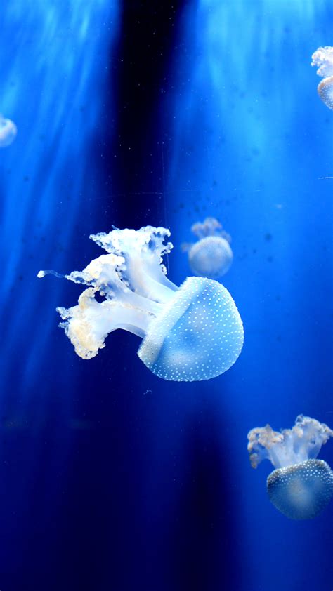 Wallpaper Jellyfish Underwater 5k Animals 15997