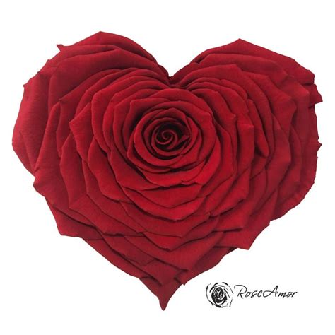 A Large Red Rose Is In The Shape Of A Heart On A White Background