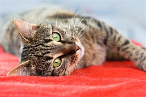 Arya taught kingsley how to beg for food. How to Properly Introduce Two Cats - The Catington Post