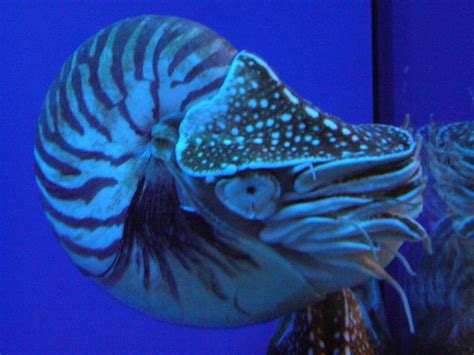 Nautilus Pompilius Underwater Life Nautilus Pompilius Underwater World