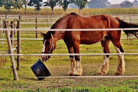 How Much Rice Bran To Feed A Horse