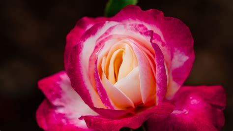 Download Wallpaper 3840x2160 Rose Petals Bud Flower Macro Plant 4k
