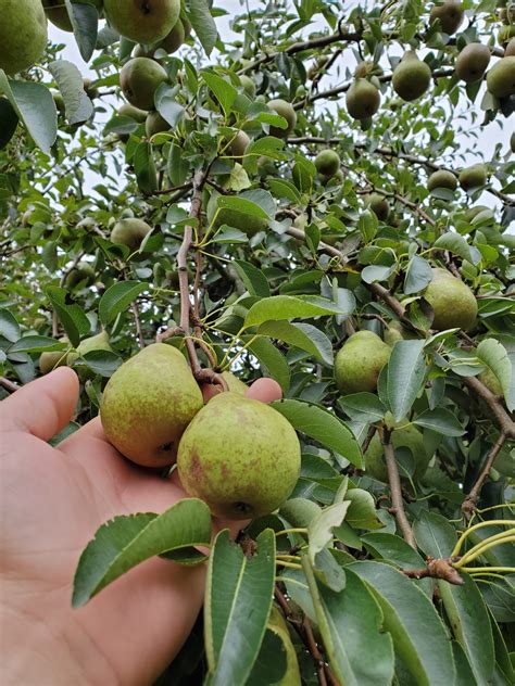 Wild Pear Trees Available At Blue Hill Wildlife Nursery