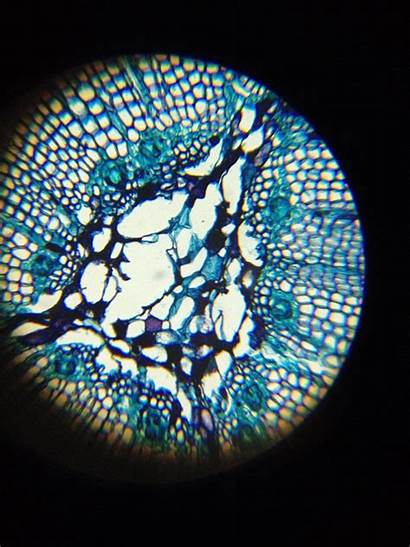 Cell Through Plant Grade Science 6th Microscope