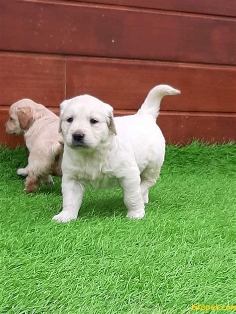 Dövüş köpeği olarak sirklerde kullanılmışlardır. Satilik Golden Retriever Yavru Köpekler - 245158 - bikopek.com
