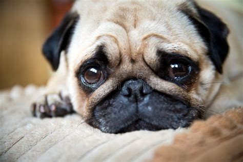 A Cute Pug Dog Stock Photo Image Of Snout Flat Eyes 36321450
