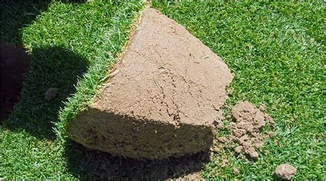 If the soil is very uneven, consider backfilling low areas and leveling the area with a water drum step 1: Sports Field Sod - Part 1: Pre-Harvest (December 2017)