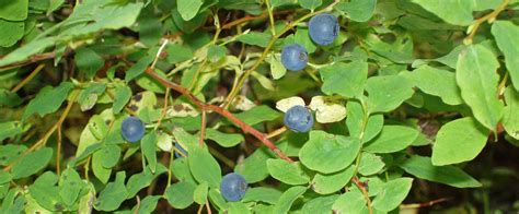 Sustainable Landscaping With Native Plants Highbush Blueberry