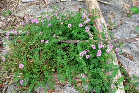 Extremely Invasive Crown Vetch Focus On Flowers Indiana Public Media