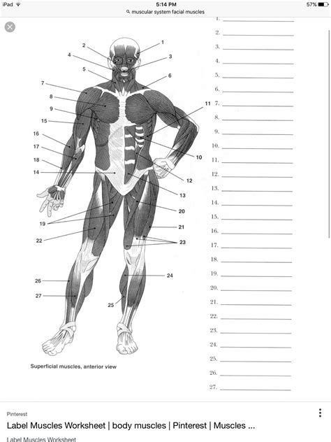 Muscular system it is one of the biggest systems of our body. Pin by Allison Morton on A&P MUSCLES | Human muscle ...