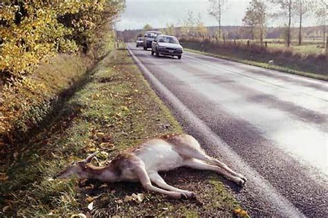 Car Deer Crashes Are Up Here S How To Avoid Them Alexandria Echo Press News Weather And