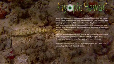 Hawaiian Lizard Fish Goes Undercover Youtube