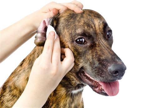How To Clean Dog Ears An Expert Guide Vet Approved Advice