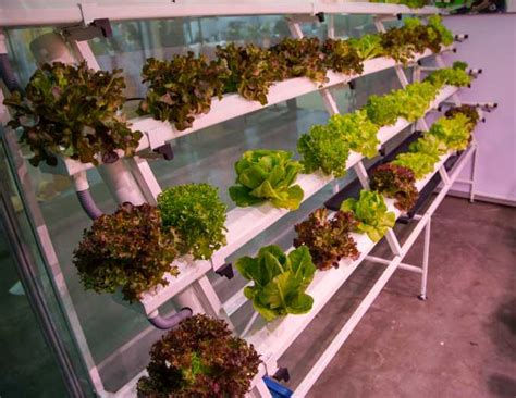 How To Build A Vertical Hydroponic Farm