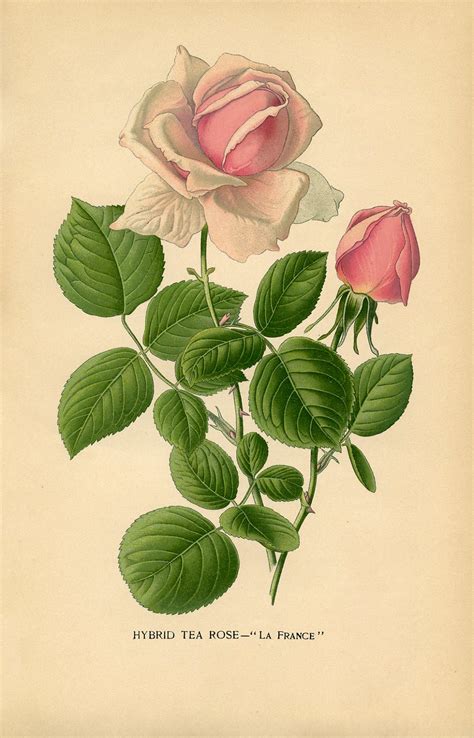 Vintage Roses Illustrations Vintage Art Digital Prints Printable Wall