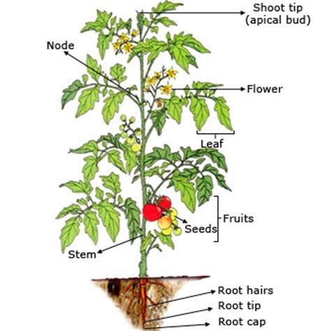 Plant transport and the structure of plants - Free ZIMSEC Revision Notes and Past Exam Papers
