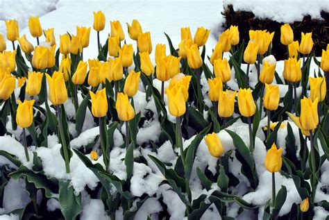 Day 123 Tulips And Snow Tulips Plants Garden