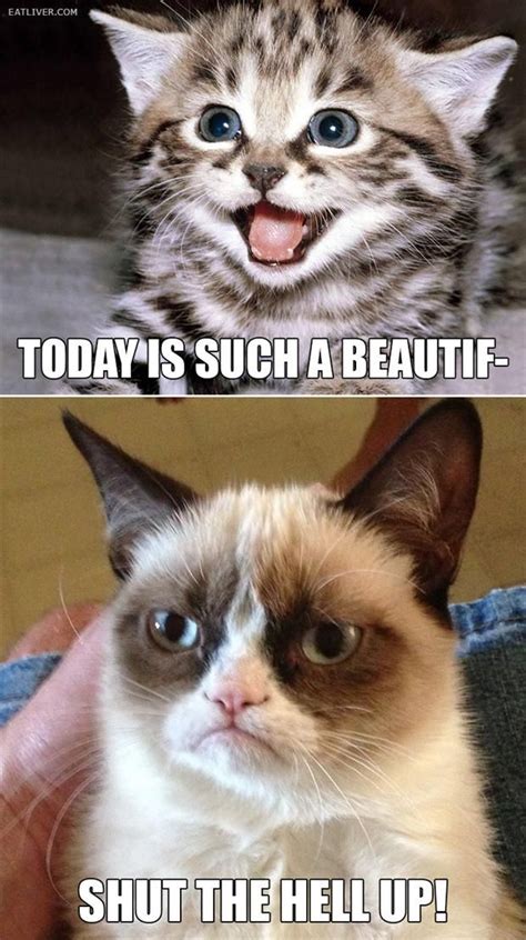 52 Best Images About Best Of Grumpy Cat On Pinterest