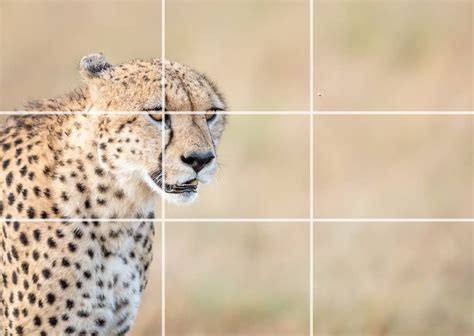 Rule Of Thirds Wildlife Photography Photo Safari Tips