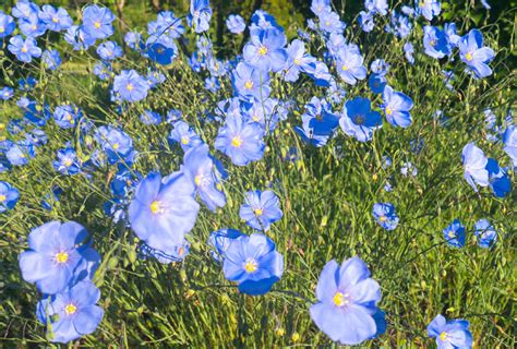 Shop Blue Flax And Other Seeds At Harvesting History