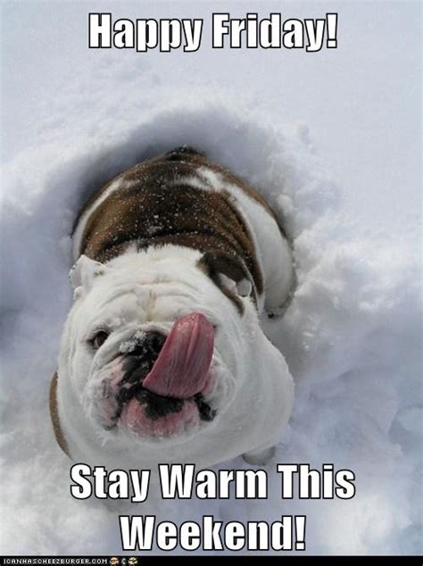 Keep The Snow Out Of Your Eyes I Has A Hotdog Dog Pictures Funny