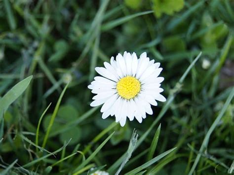 Nature Flower Picture White Blooming Flowers Among Green Grass