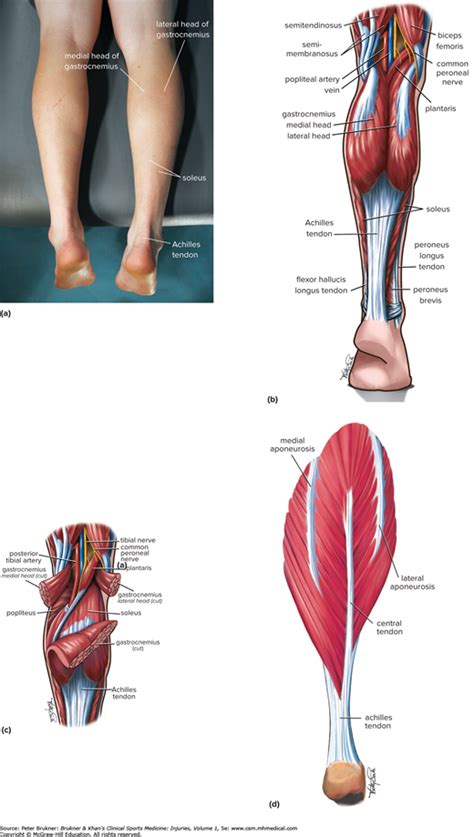 Calf Pain Brukner Khans Clinical Sports Medicine Injuries Volume