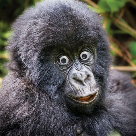 Not bad monday face funny animal pictures animal captions. Birthday Card Funny Cute Happy Gorilla Ape Goggly 3D ...