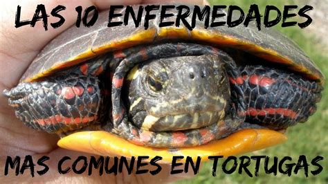 Las 10 enfermedades mas comunes en tortugas - YouTube