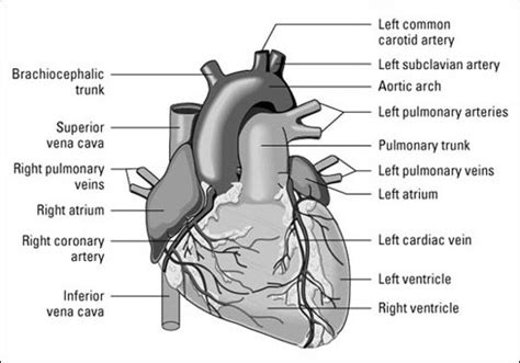 48 Labeled Heart Diagram Outside Pics 1000diagrams