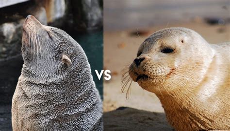 They are both members of the order pinnipedia, which means feather footed. pinnipeds have a substantial system of nerves in their upper lips and use thick whiskers called vibrissae to find food. Sea Lion vs Seal, What Are The Differences ? - Passport Ocean