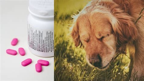 We did not find results for: Benadryl For Dogs: Dosage, Uses, And Side Effects - Dogtime