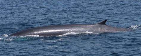 Fin Whales Whaling