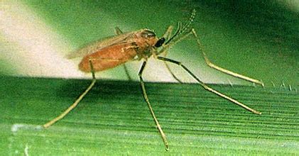 Rice is the main staple food of the north eastern region of india and the region is still in deficit of about 0.95 million tons (triennial average) of rice. Rice gall midge - IRRI Rice Knowledge Bank